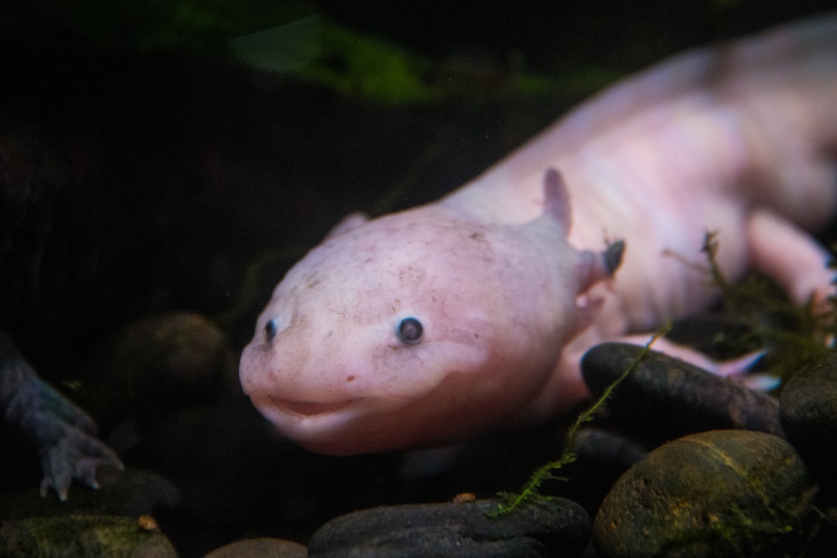 ウーパールーパー
