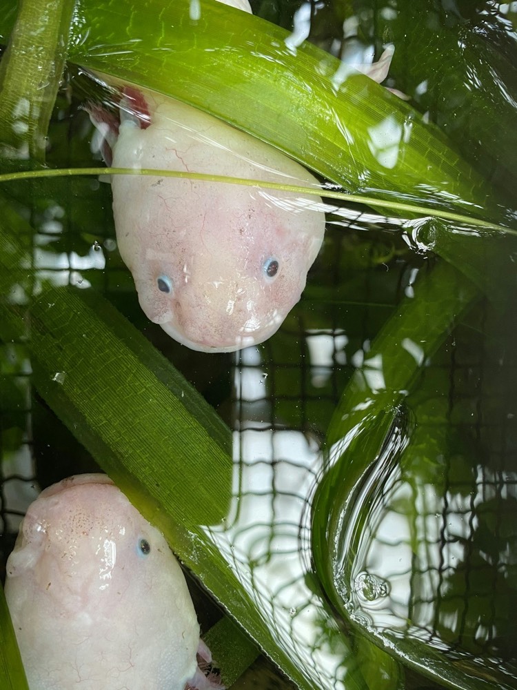 水草の間のウーパールーパー